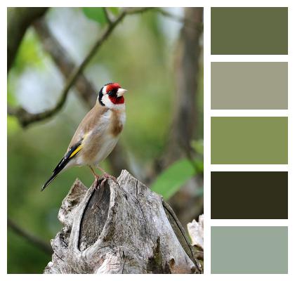 Bird Goldfinch Song Bird Image